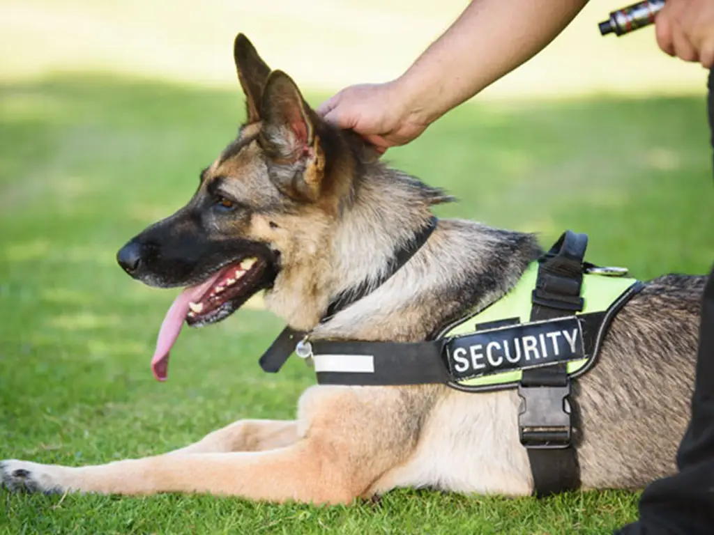 k9 security